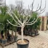 Ficus Carica Brown Turkey - Pot Ø 70 Cm [pallet]