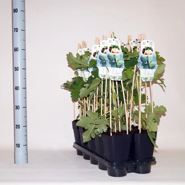 Exotische Planten voor Je Tuin: Stijlvolle Keuzes voor 2025 3 Ficus Carica Ice Crystal