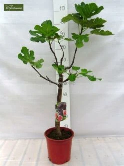 Ficus Carica Brown Turkey Pot Ø 23 Cm Totale Hoogte 90-110 Cm 6 Ficus Carica Brown Turkey Pot Ø 23 Cm Totale Hoogte 90-110 Cm -Loofbomen Winkel 1991665914