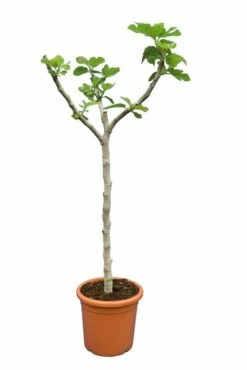 Ficus Carica Brown Turkey - Stam 60-80 Cm - Stamomtrek 10-15 Cm [pallet]