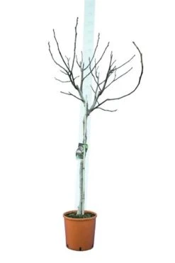 Ficus Carica Brown Turkey - Stam 60-80 Cm - Stamomtrek 10-15 Cm [pallet] -Loofbomen Winkel 1991665953