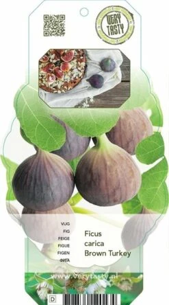Ficus Carica Brown Turkey - 2 Ltr Pot 7 Ficus Carica Brown Turkey - 2 Ltr Pot -Loofbomen Winkel 1991665989