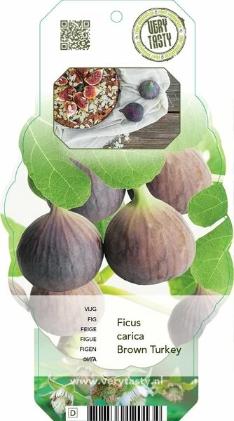 Ficus Carica Brown Turkey - 2 Ltr Pot 4 Ficus Carica Brown Turkey - 2 Ltr Pot - Afbeelding 4