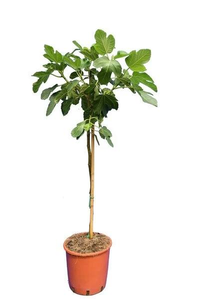 Ficus Carica Brown Turkey - Stam 60-80 Cm - Ø 28 Cm Pot 1 Ficus Carica Brown Turkey - Stam 60-80 Cm - Ø 28 Cm Pot