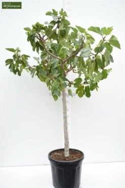 Ficus Carica Brown Turkey - Totale Hoogte 180+ Cm - Stam 80+ Cm - Stamomtrek 20-24 Cm [pallet] -Loofbomen Winkel 1991666052