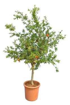 Punica Granatum Dente Di Cavallo - Pot Ø 38 Cm [pallet]