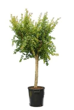 Punica Granatum Dente Di Cavallo - Pot Ø 38 Cm [pallet] -Loofbomen Winkel 1991666103