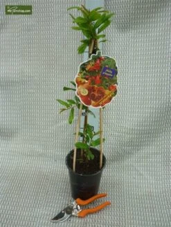 Punica Granatum Dente Di Cavallo - Pot 2 Ltr -Loofbomen Winkel 1991666160