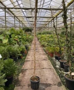 Platanus Acerifolia - Pot Ø 35 Cm [pallet] -Loofbomen Winkel 1991666229