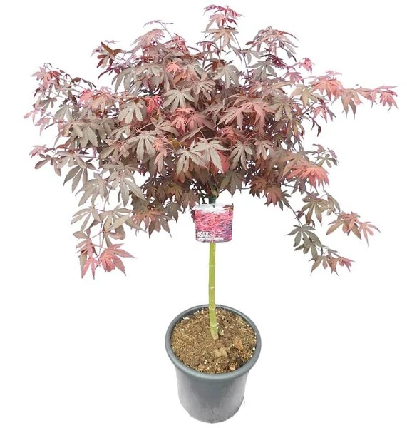 Acer Palmatum Skeeters Broom - Stam 60-70 Cm - Totale Hoogte 120-140 Cm - Pot 15 Ltr 1 Acer Palmatum Skeeters Broom - Stam 60-70 Cm - Totale Hoogte 120-140 Cm - Pot 15 Ltr