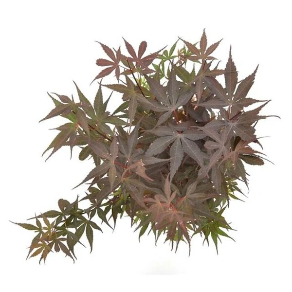 Acer Palmatum Skeeters Broom - Stam 60-70 Cm - Totale Hoogte 120-140 Cm - Pot 15 Ltr 2 Acer Palmatum Skeeters Broom - Stam 60-70 Cm - Totale Hoogte 120-140 Cm - Pot 15 Ltr - Afbeelding 2