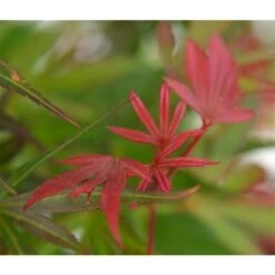 Acer Palmatum Skeeters Broom - Stam 60-70 Cm - Totale Hoogte 120-140 Cm - Pot 15 Ltr 7 Acer Palmatum Skeeters Broom - Stam 60-70 Cm - Totale Hoogte 120-140 Cm - Pot 15 Ltr -Loofbomen Winkel 1991666265