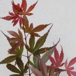 Acer Palmatum Skeeters Broom - Stam 60-70 Cm - Totale Hoogte 120-140 Cm - Pot 15 Ltr 8 Acer Palmatum Skeeters Broom - Stam 60-70 Cm - Totale Hoogte 120-140 Cm - Pot 15 Ltr -Loofbomen Winkel 1991666268