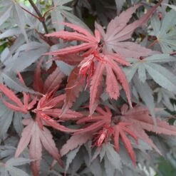 Acer Palmatum Skeeters Broom - Stam 60-70 Cm - Totale Hoogte 120-140 Cm - Pot 15 Ltr 9 Acer Palmatum Skeeters Broom - Stam 60-70 Cm - Totale Hoogte 120-140 Cm - Pot 15 Ltr -Loofbomen Winkel 1991666271