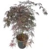 Acer Palmatum Dissectum Garnet - Stam 50-60 Cm - Totale Hoogte 110-130 Cm - Pot 15 Ltr