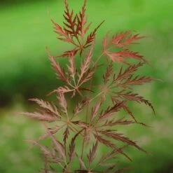 Acer Palmatum Dissectum Garnet - Stam 50-60 Cm - Totale Hoogte 110-130 Cm - Pot 15 Ltr -Loofbomen Winkel 1991666313