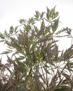 Acer Palmatum Dissectum Garnet - Stam 50-60 Cm - Totale Hoogte 110-130 Cm - Pot 15 Ltr -Loofbomen Winkel 1991666316