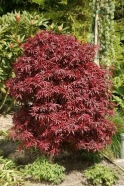 Acer Palmatum Dissectum Garnet - Stam 50-60 Cm - Totale Hoogte 110-130 Cm - Pot 15 Ltr -Loofbomen Winkel 1991666319