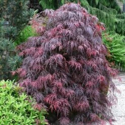 Acer Palmatum Dissectum Garnet - Stam 50-60 Cm - Totale Hoogte 110-130 Cm - Pot 15 Ltr -Loofbomen Winkel 1991666322