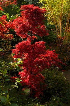 Acer Palmatum Shaina - Stam 60-80 Cm - Totale Hoogte 110-130 Cm - Pot 15 Ltr -Loofbomen Winkel 1991666373
