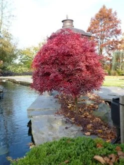 Acer Palmatum Shaina - Stam 60-80 Cm - Totale Hoogte 110-130 Cm - Pot 15 Ltr -Loofbomen Winkel 1991666382