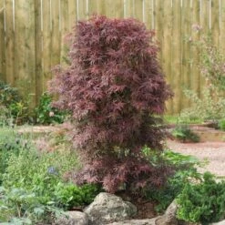 Acer Palmatum Shaina - Stam 60-80 Cm - Totale Hoogte 110-130 Cm - Pot 15 Ltr -Loofbomen Winkel 1991666385