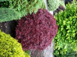 Acer Palmatum Shaina - Stam 60-80 Cm - Totale Hoogte 110-130 Cm - Pot 15 Ltr -Loofbomen Winkel 1991666388