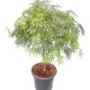 Acer Palmatum Dissectum - Stam 55-65 Cm - Totale Hoogte 100-120 Cm - Pot 15 Ltr