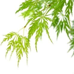 Acer Palmatum Dissectum - Stam 55-65 Cm - Totale Hoogte 100-120 Cm - Pot 15 Ltr -Loofbomen Winkel 1991666445