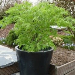 Acer Palmatum Dissectum - Stam 55-65 Cm - Totale Hoogte 100-120 Cm - Pot 15 Ltr -Loofbomen Winkel 1991666448