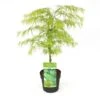 Acer Palmatum Dissectum - Totale Hoogte 60-80 Cm - Pot 3 Ltr