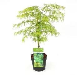 Acer Palmatum Dissectum - Totale Hoogte 60-80 Cm - Pot 3 Ltr
