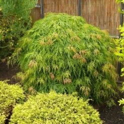Acer Palmatum Dissectum - Totale Hoogte 60-80 Cm - Pot 3 Ltr -Loofbomen Winkel 1991666541
