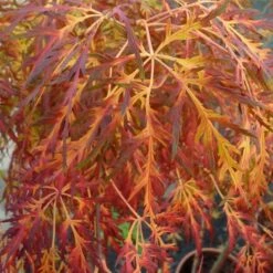 Acer Palmatum Dissectum - Totale Hoogte 60-80 Cm - Pot 3 Ltr -Loofbomen Winkel 1991666544