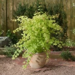 Acer Palmatum Summer Gold - Totale Hoogte 60-80 Cm - Pot 3 Ltr