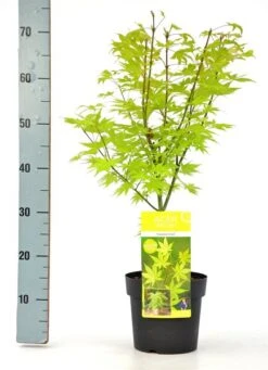 Acer Palmatum Summer Gold - Totale Hoogte 60-80 Cm - Pot 3 Ltr -Loofbomen Winkel 1991666694