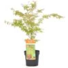 Acer Palmatum Wilson's Pink Dwarf - Totale Hoogte 50-70 Cm - Pot 3 Ltr