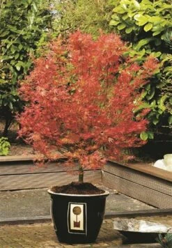 Acer Palmatum Wilson's Pink Dwarf - Totale Hoogte 50-70 Cm - Pot 3 Ltr -Loofbomen Winkel 1991666724
