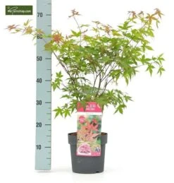 Acer Palmatum Beni-maiko - Totale Hoogte 50-60 Cm - Pot 3 Ltr