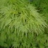 Acer Palmatum Seiryu - Totale Hoogte 50-60 Cm - Pot 3 Ltr