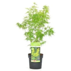 Acer Palmatum Seiryu - Totale Hoogte 50-60 Cm - Pot 3 Ltr -Loofbomen Winkel 1991666784