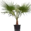 Washingtonia Robusta - Stam 50+ Cm - Totale Hoogte 160+ Cm - Pot Ø 45 Cm [pallet]