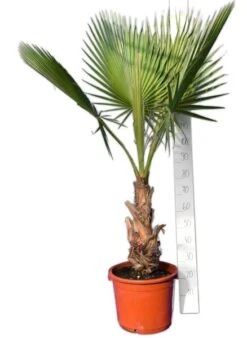 Washingtonia Robusta - Stam 40+ Cm - Totale Hoogte 160-180 Cm - Pot 40 Ø Cm [pallet]