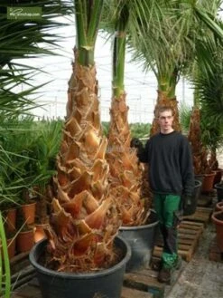 Washingtonia Robusta - Stam 40+ Cm - Totale Hoogte 160-180 Cm - Pot 40 Ø Cm [pallet] -Loofbomen Winkel 1991667477