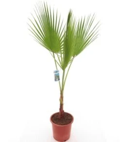Washingtonia Robusta - Totale Hoogte 100-130 Cm - Pot Ø 26 Cm