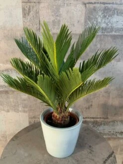 Cycas Revoluta - Stam 35-45 Cm - Totale Hoogte 130-150 Cm - Pot Ø 45 Cm [pallet] -Loofbomen Winkel 1991667753