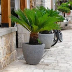 Cycas Revoluta - Stam 35-45 Cm - Totale Hoogte 130-150 Cm - Pot Ø 45 Cm [pallet] -Loofbomen Winkel 1991667756