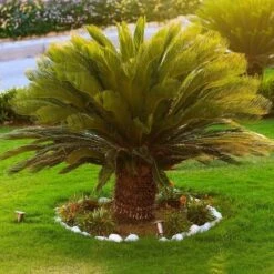 Cycas Revoluta - Stam 35-45 Cm - Totale Hoogte 130-150 Cm - Pot Ø 45 Cm [pallet] -Loofbomen Winkel 1991667759