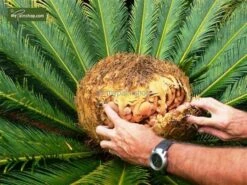 Cycas Revoluta - Stam 35-45 Cm - Totale Hoogte 130-150 Cm - Pot Ø 45 Cm [pallet] -Loofbomen Winkel 1991667762