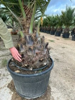 Jubaea Chilensis - Dikke Stam 60-70 Cm - Totale Hoogte 200+ Cm - Pot 160 Ltr [pallet] -Loofbomen Winkel 1991667804